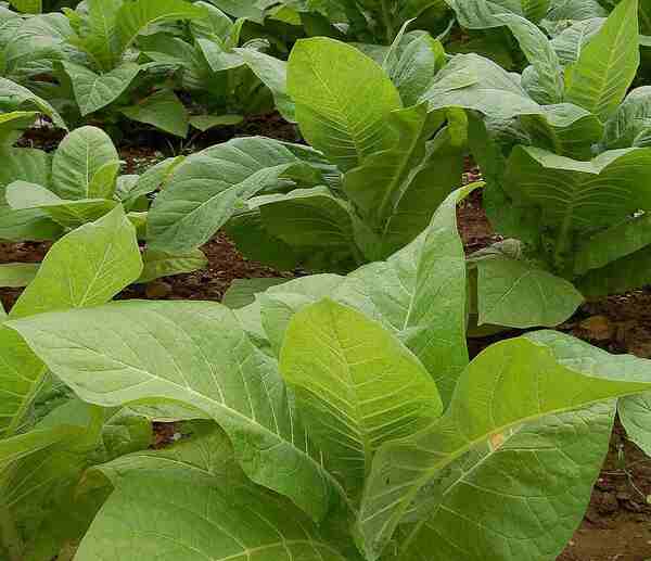 Tobacco's negative connotations: Kantichandra Sarkar